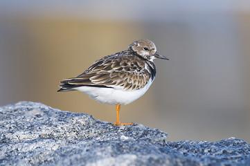 Image showing Ruddy Turnstone, Arenaria interpres