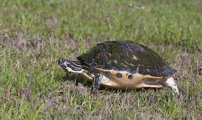 Image showing Cooter Turtle 