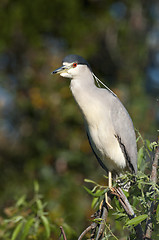 Image showing Adult Yellow-crowned Night Heron, Nyctanassa violacea