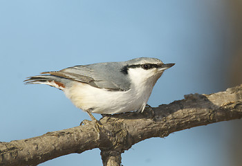 Image showing Eurasian Nuthatch, Sitta europaea