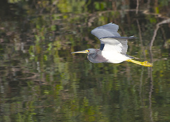 Image showing Tricolor Heron, Egretta tricolor