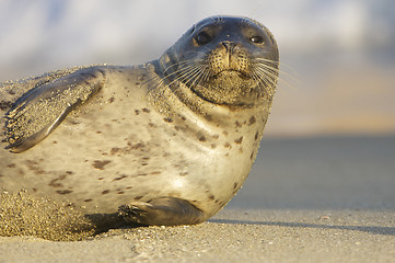 Image showing Endangered Harbor Seal