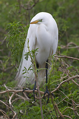 Image showing Great Egret, Ardea alba