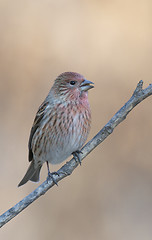 Image showing Pallas's Rosefinch