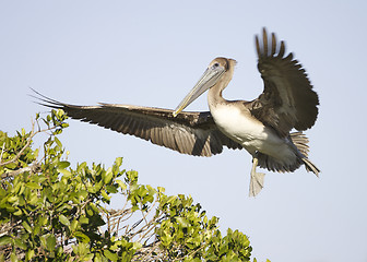 Image showing Brown Pelican, Pelecanus occidentalis