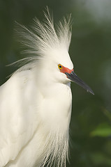 Image showing Snowy Egret, Egretta thula