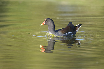 Image showing Common Moorhen, Gallinula chloropus