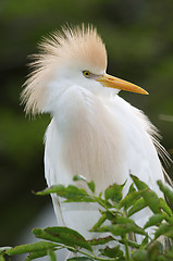 Image showing Cattle Egret, Bubulcus ibis