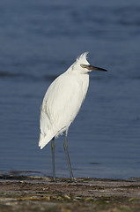 Image showing Reddish Egret, Egretta rufescens