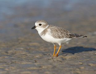 Image showing Endangered Piping Plover, Charadrius melodus