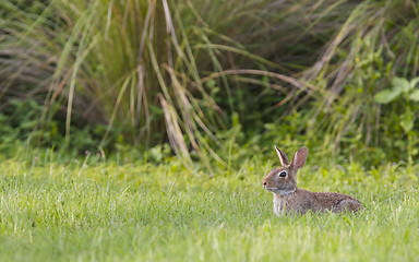 Image showing Marsh Rabbit
