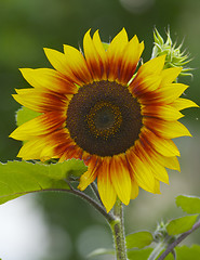 Image showing Sunflower