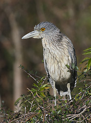 Image showing Adult Yellow-crowned Night Heron, Nyctanassa violacea