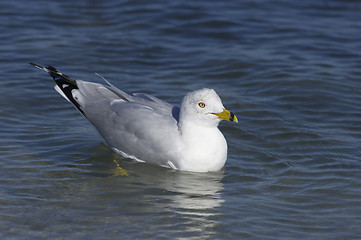 Image showing Herring Gull, Larus delawarensis argentatus