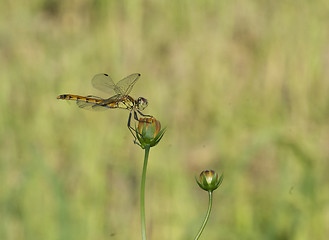 Image showing Damselfly or Dragonfly