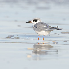 Image showing Forster's Tern, Sterna forsteri