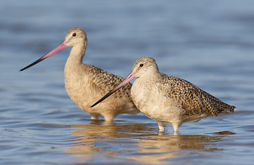 Image showing Marbled Godwit, Limosa fedoa