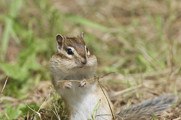 Image showing Siberian Chipmunk