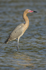 Image showing Reddish Egret, Egretta rufescens