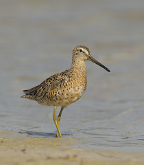 Image showing Short-billed Dowitcher, Limnodromus griscus