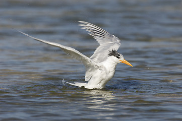 Image showing Royal Tern, Sterna maxima