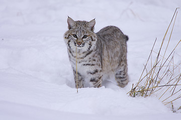 Image showing Bobcat in deep white snow