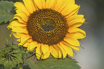 Image showing Sunflower