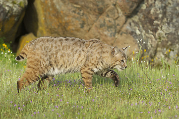 Image showing Bobcat in deep green grass