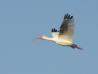 Image showing White Ibis, Eudocimus albus