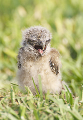 Image showing Burrowing Owl, Athene cunicularia