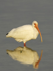 Image showing White Ibis, Eudocimus albus