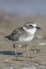 Image showing Wilson's Plover, Charadrius wilsonia