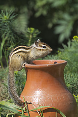 Image showing Siberian Chipmunk