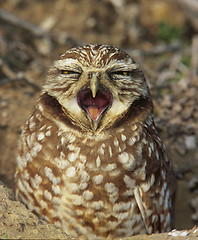 Image showing Burrowing Owl, Athene cunicularia