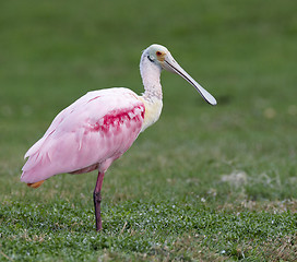 Image showing Roseate Spoonbill, Platalea ajaja