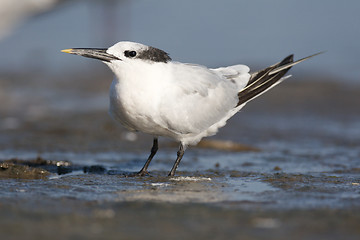 Image showing Sandwich Tern, Thalasseus sandvicensis