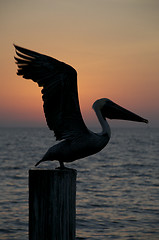 Image showing Brown Pelican, Pelecanus occidentalis