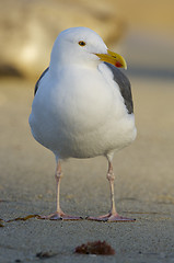 Image showing Western Gull, Larus occidentalis