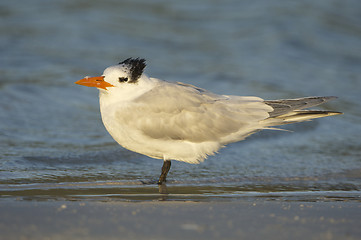 Image showing Royal Tern, Sterna maxima