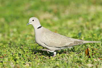 Image showing Eurasian Collared Dove, Streptopelia decaocto