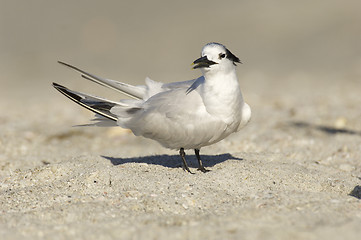 Image showing Sandwich Tern, Thalasseus sandvicensis