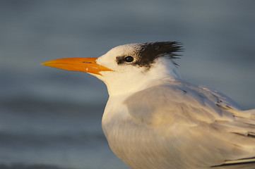 Image showing Royal Tern, Sterna maxima