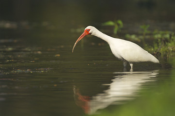 Image showing White Ibis, Eudocimus albus