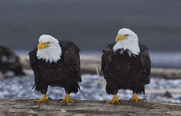 Image showing Alaskan Bald Eagle