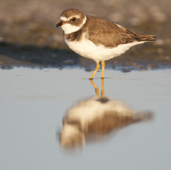 Image showing Semipalmated Plover, Charadrius semipalmatus