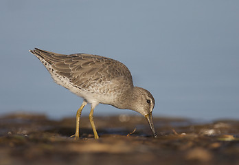 Image showing Short-billed Dowitcher, Limnodromus griscus