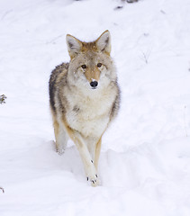 Image showing CoyoteCoyote 