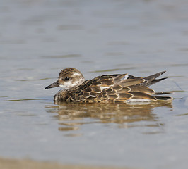 Image showing Ruddy Turnstone, Arenaria interpres