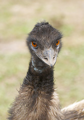Image showing Emu portrait 
