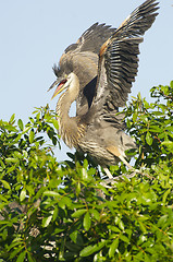 Image showing Great Blue Heron, Ardea herodias